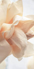 Beige Rose Poster - Posterbox.no