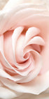 Rosenblumen-Poster - Posterbox.no