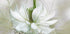 Nigella Plakat - Posterbox