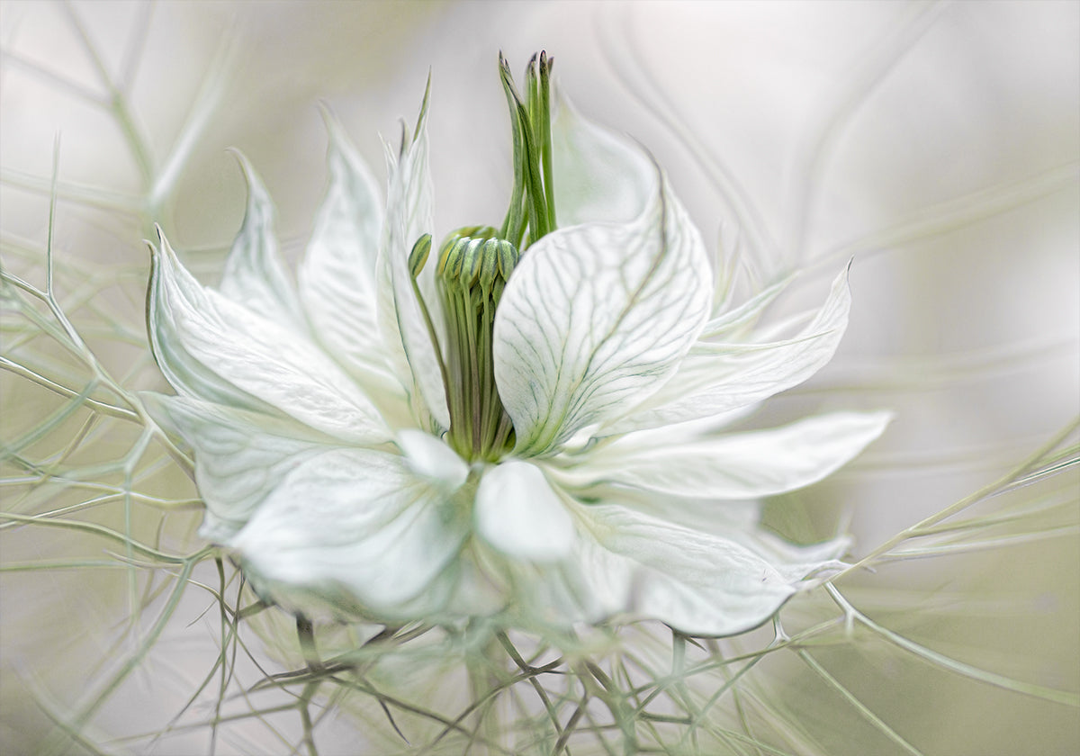 Nigella Plakat - Posterbox