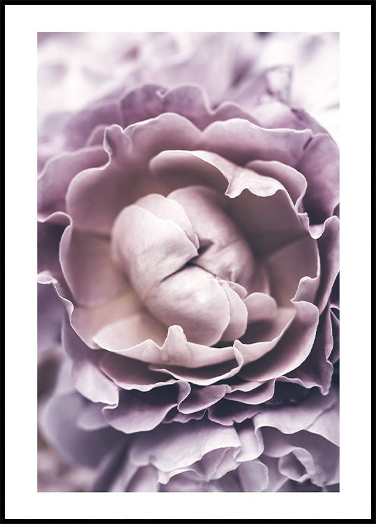 Lila Rose Poster - Posterbox.no