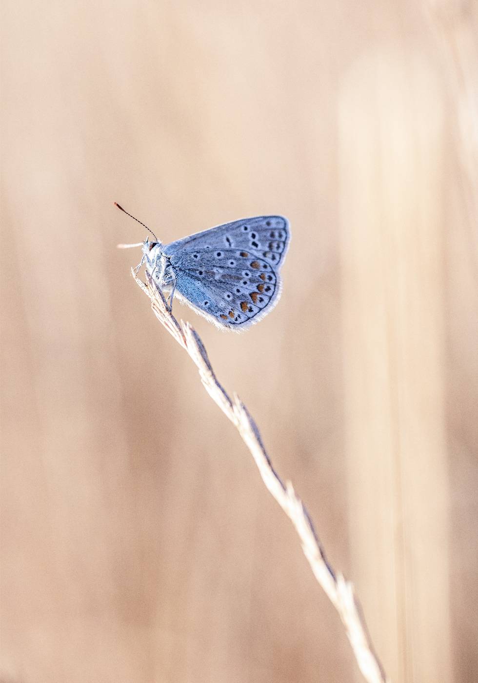 Blauer Ikarus-Schmetterling auf Blatt Poster - Posterbox.no