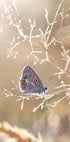 Ikarus-Schmetterling im Sonnenschein Poster - Posterbox.no