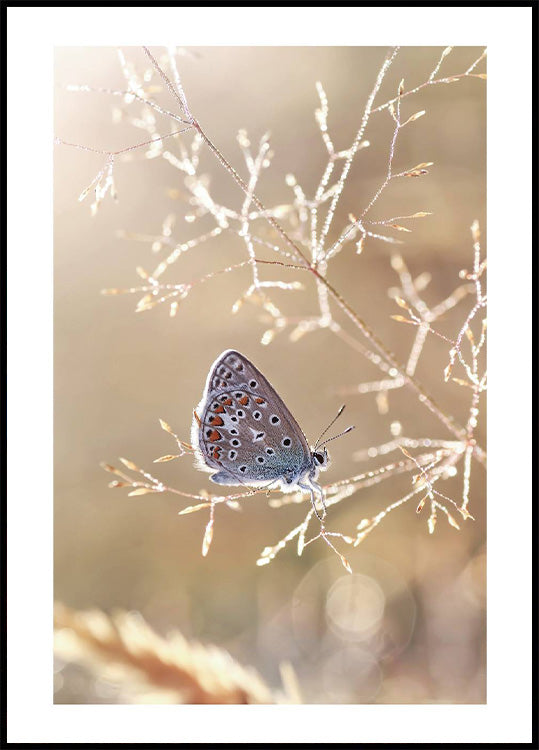 Ikarus-Schmetterling im Sonnenschein Poster - Posterbox.no