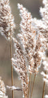 Poster Herbstwiese - Posterbox.no