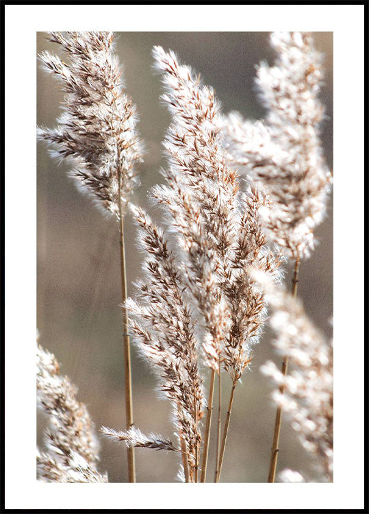 Poster Herbstwiese - Posterbox.no