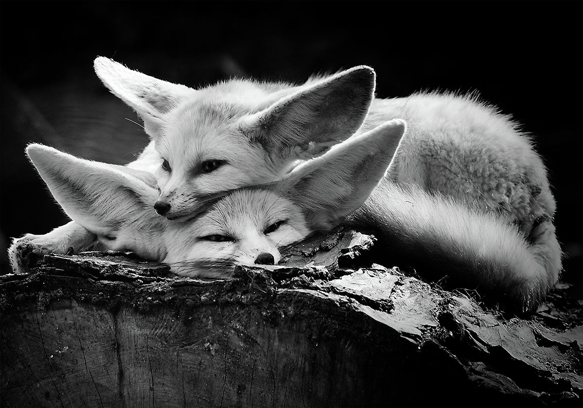 The happy couple - Posterbox