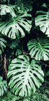 Grünes Monstera-Blätter-Poster - Posterbox.no