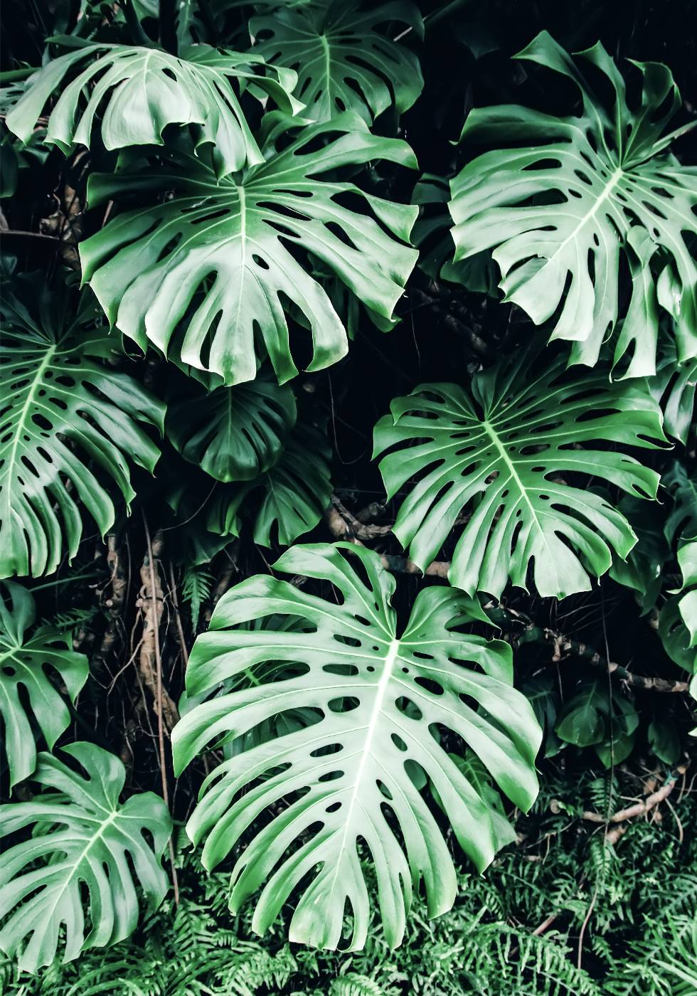 Grünes Monstera-Blätter-Poster - Posterbox.no