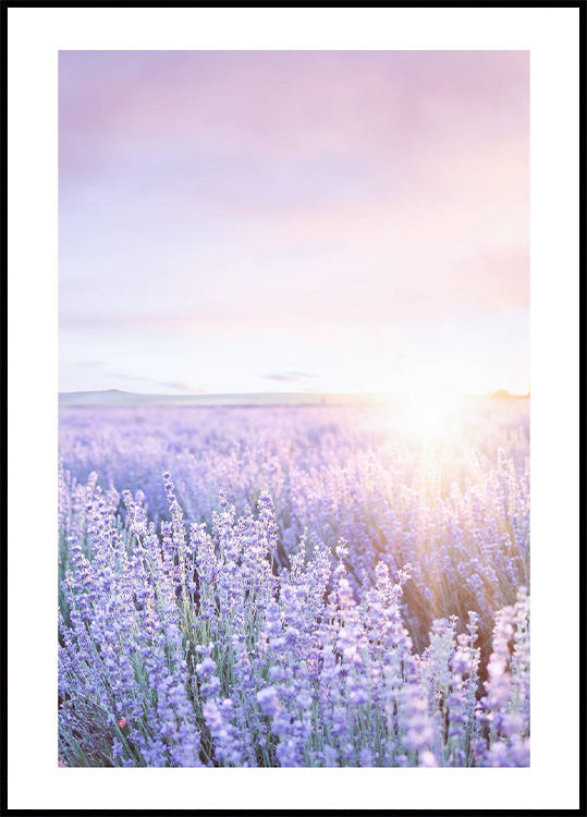 Lila Sonnenaufgang Poster - Posterbox.no