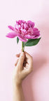 Poster mit rosa Pfingstrosenblume - Posterbox.no