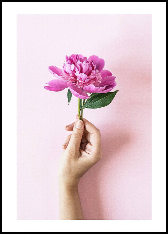 Poster mit rosa Pfingstrosenblume - Posterbox.no