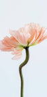 Pfirsichfarbenes Mohnblumen-Poster - Posterbox.no