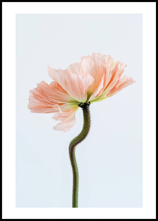 Pfirsichfarbenes Mohnblumen-Poster - Posterbox.no