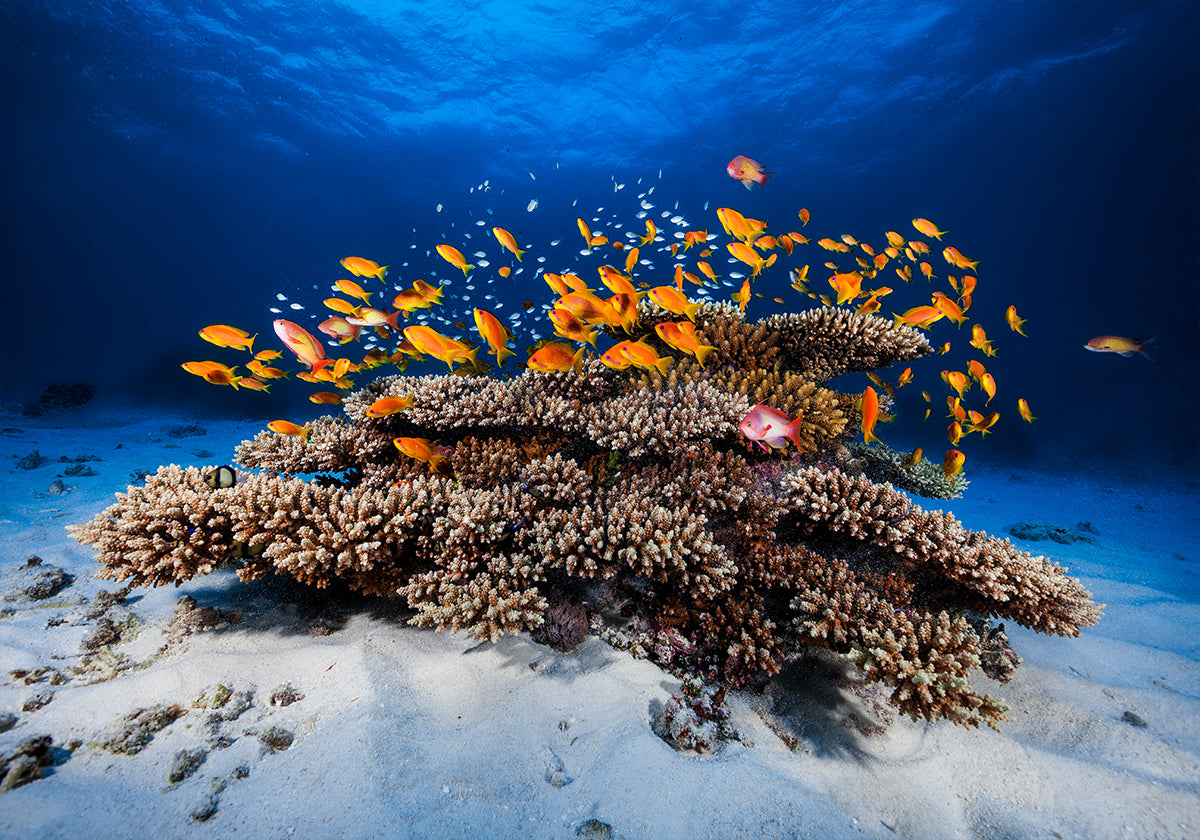 Marine Life - Posterbox