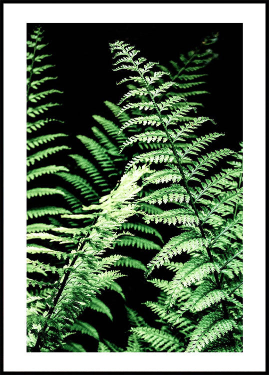 Waldfarne Poster - Posterbox.no
