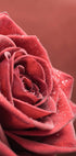 Elegantes Rosenposter - Posterbox.no