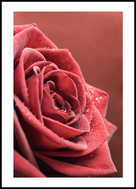 Elegantes Rosenposter - Posterbox.no