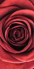 Rote Rose Poster - Posterbox.no