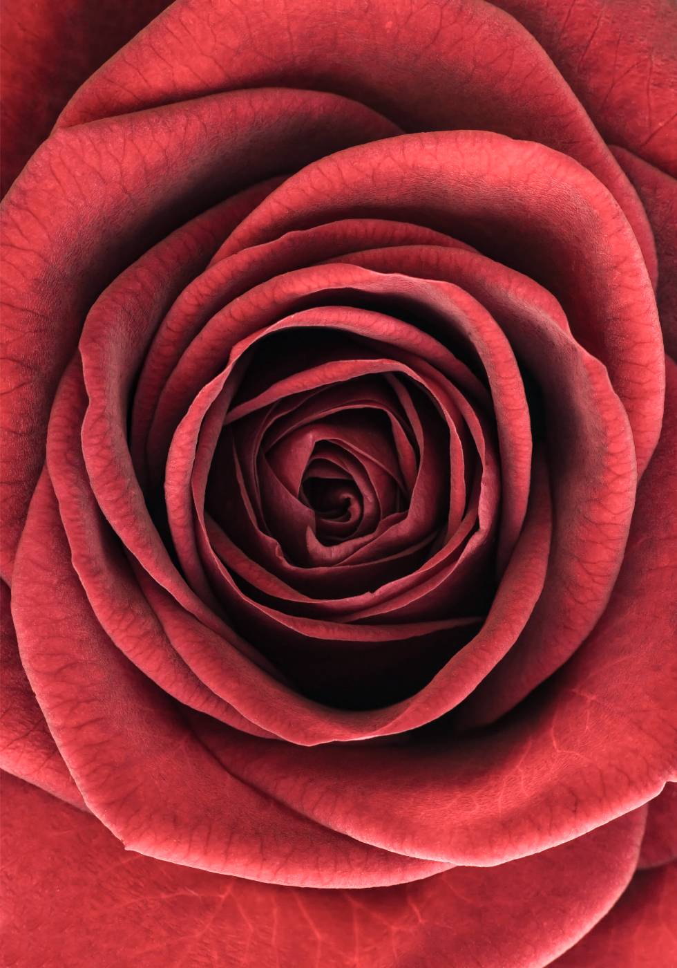 Rote Rose Poster - Posterbox.no