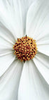 Gänseblümchen-Nahaufnahme-Blumenposter - Posterbox.no