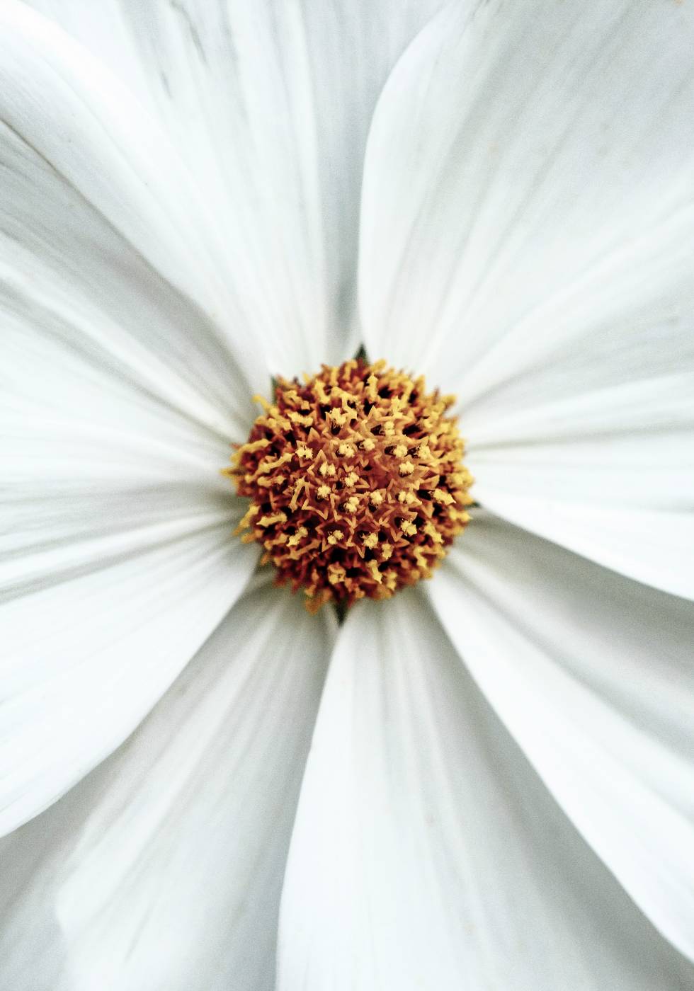 Gänseblümchen-Nahaufnahme-Blumenposter - Posterbox.no