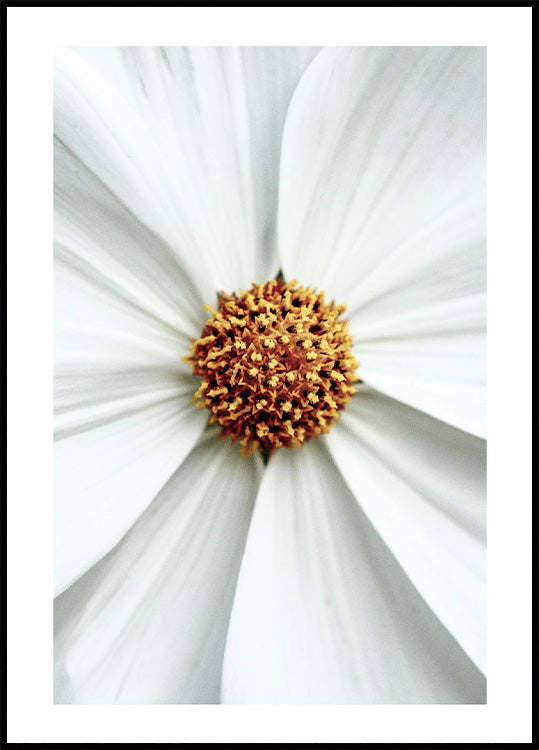 Gänseblümchen-Nahaufnahme-Blumenposter - Posterbox.no