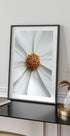 Gänseblümchen-Nahaufnahme-Blumenposter - Posterbox.no