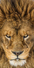 Serious Lion - Posterbox