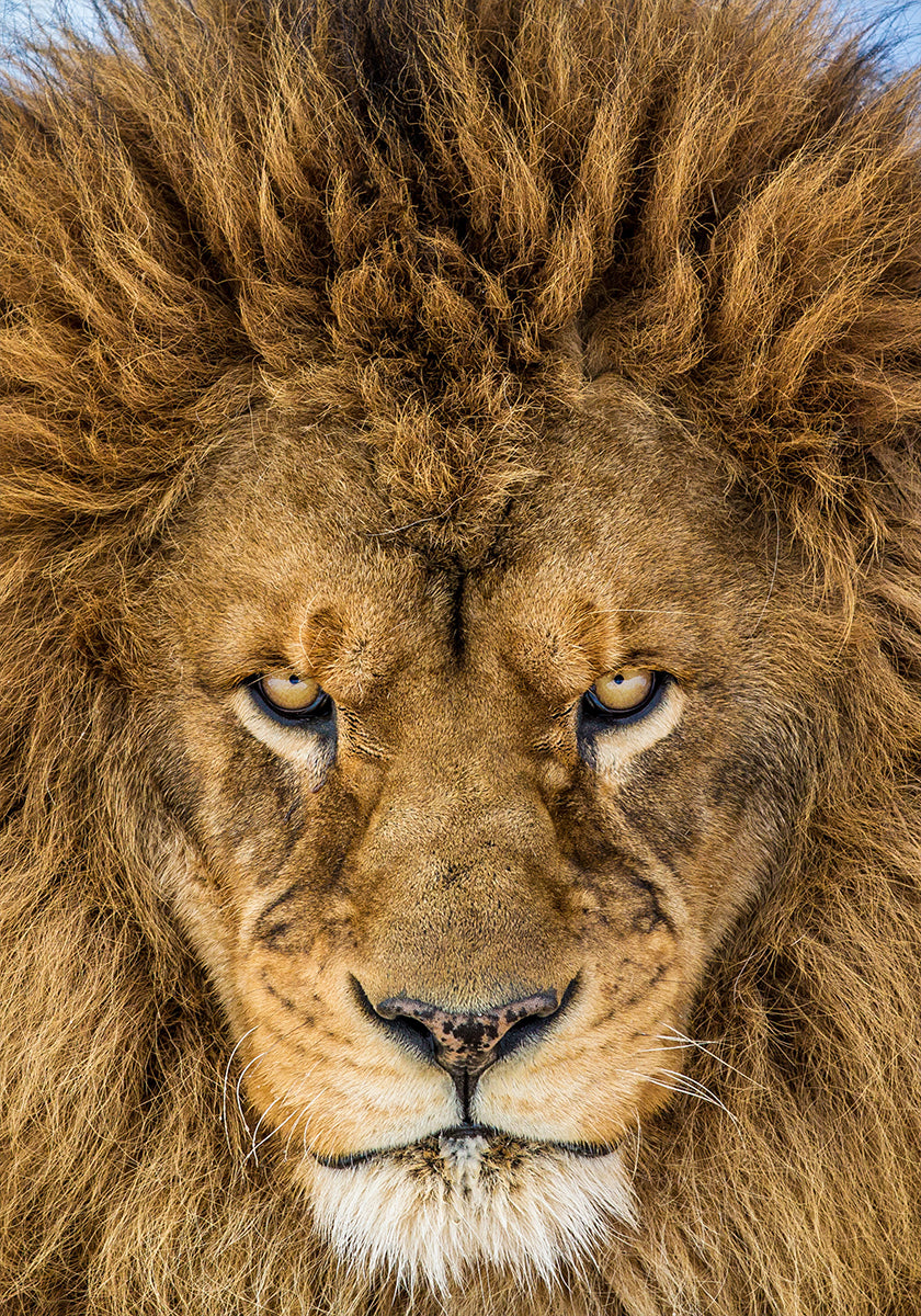 Serious Lion - Posterbox