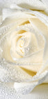 Rose Dew Poster - Posterbox.no