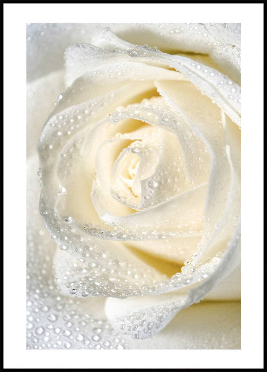Rose Dew Poster - Posterbox.no