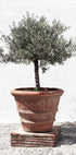 Olivenbaum im Vintage-Terrakotta-Poster - Posterbox.no