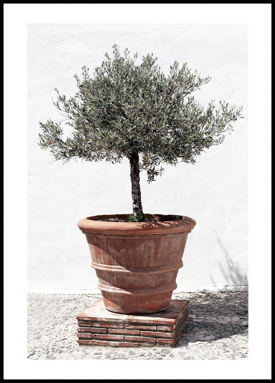 Olivenbaum im Vintage-Terrakotta-Poster - Posterbox.no