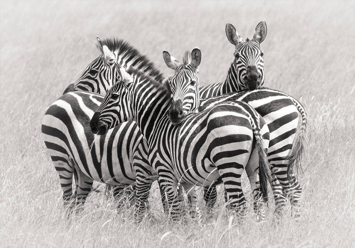 Zebras - Posterbox