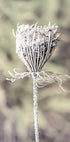Frozen Laceflower Poster - Posterbox.no