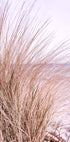 Rosa Strandgras-Poster - Posterbox.no