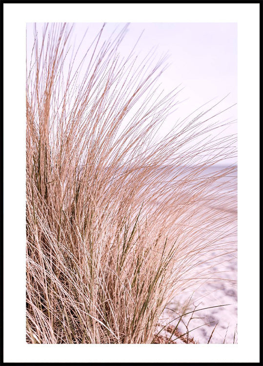 Rosa Strandgras-Poster - Posterbox.no