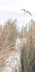 Möwe & Strandgras Poster - Posterbox.no