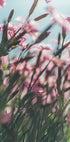 Eine Nahaufnahme eines Feldes mit leuchtend rosa Blumen, wobei die zarten Blütenblätter und Stängel ein Gefühl von Tiefe und Bewegung erzeugen.