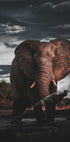 Afrikanischer Elefant Poster - Posterbox.dk