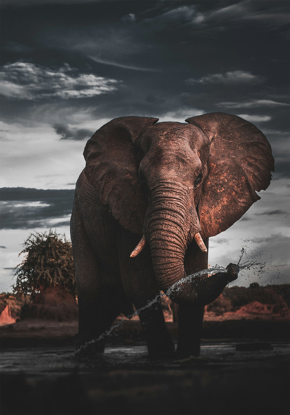 Afrikanischer Elefant Poster - Posterbox.dk
