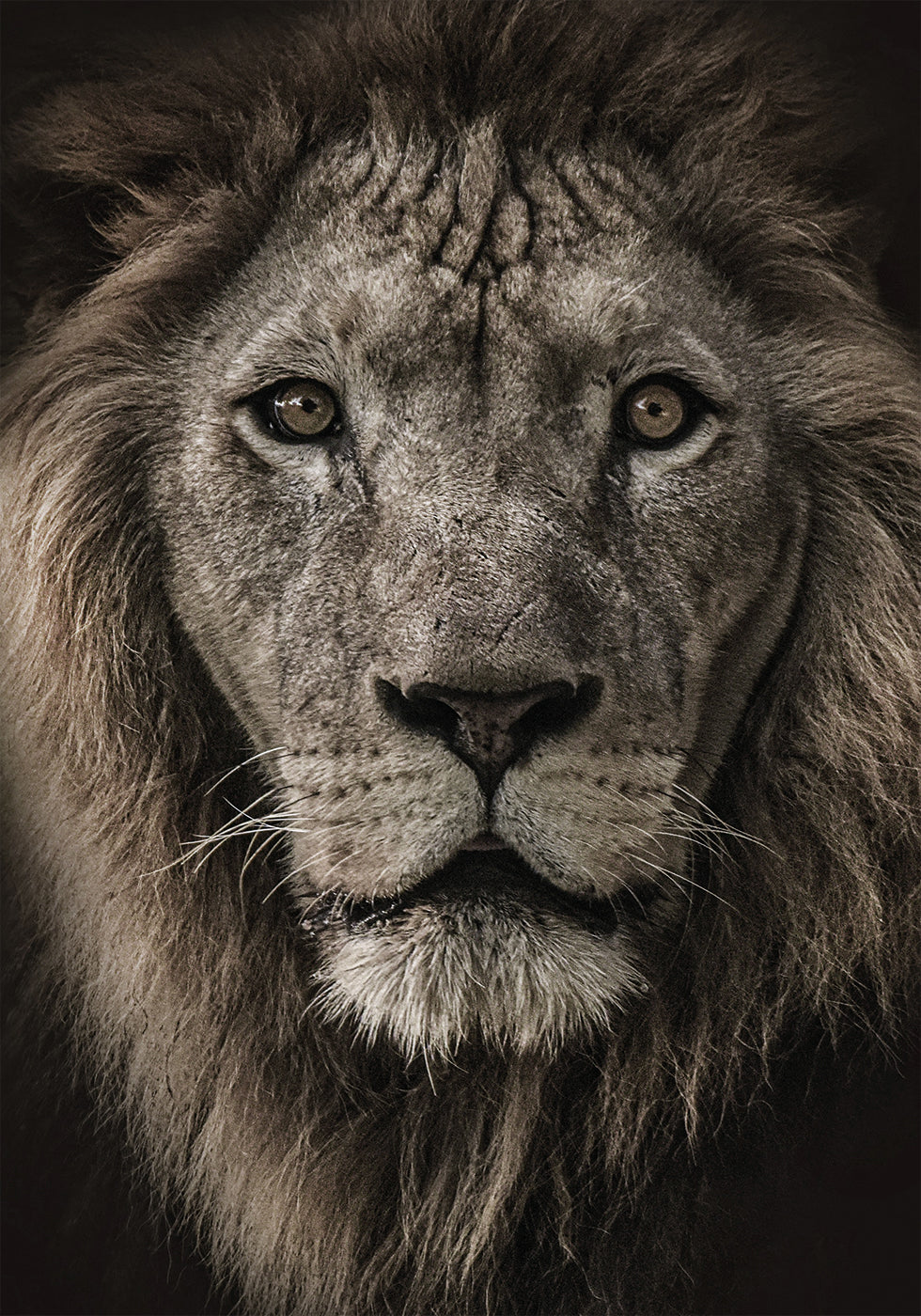 Afrikanischer Löwe Poster - Posterbox.dk
