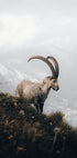 Alpensteinbock-Poster - Posterbox.dk