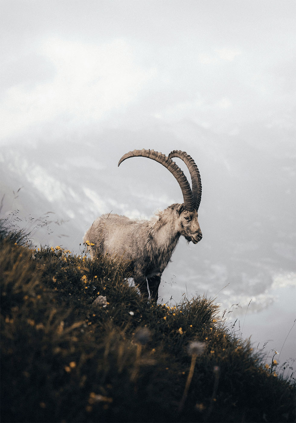 Alpensteinbock-Poster - Posterbox.dk