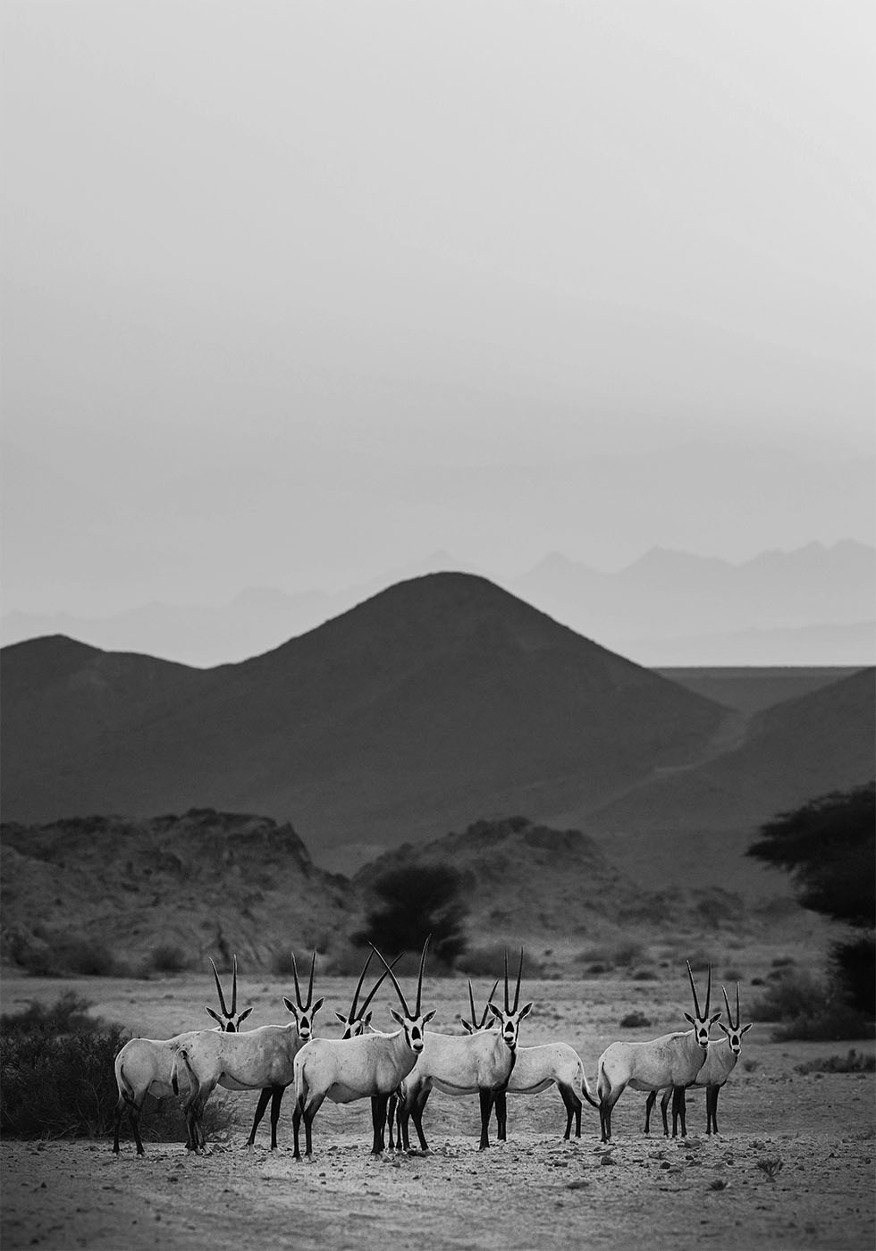 Arabischer Oryx Walk The Sands Poster - Posterbox.dk