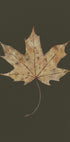 Autumn Maple Leaf Watercolor Plakat - Posterbox