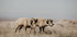 Dickhornschafe im Feld Poster - Posterbox.dk
