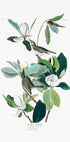 Warbling Flycatcher From Birds of America (1827) Plakat - Posterbox