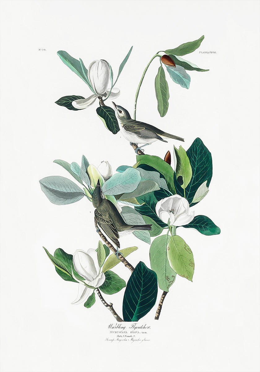 Warbling Flycatcher From Birds of America (1827) Plakat - Posterbox